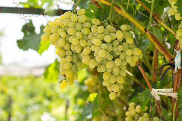 Bunch of White grapes in the vineyard. Winemaking in Moldova.