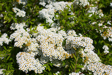 A small shrub achillea with white flowers.  For wallpaper and background.