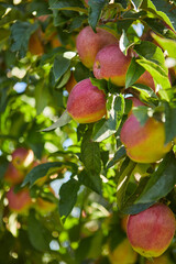 Obraz premium Shiny delicious apples hanging from a tree branch in an apple orchard