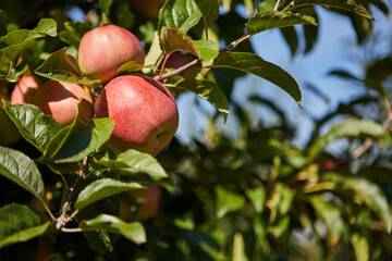 Shiny delicious apples hanging from a tree branch in an apple orchard