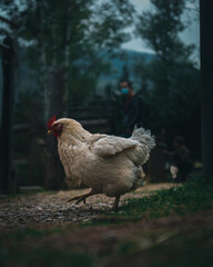 Gallina Campestre