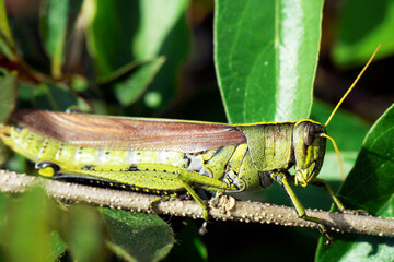 Macro Bird Grasshopper Schistocerca clinging vertically to branch 4