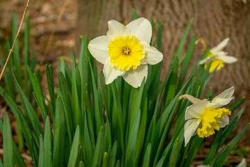 White and Yellow Tulips With a Tree Stump Behind Them