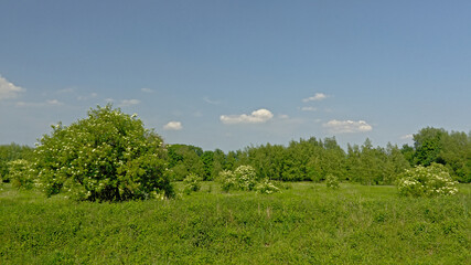 Flowering Elders and other green shrubs and trees in a meadow with high wild grass on a sunny day with clear blue sky.