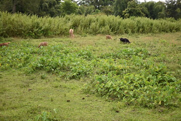 cows in the field