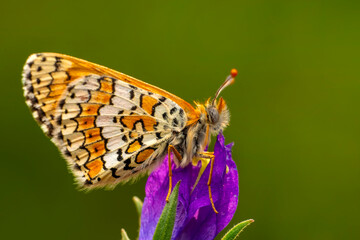 Macro shots, Beautiful nature scene. Closeup beautiful butterfly sitting on the flower in a summer garden.