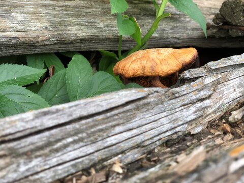 Country mushroom