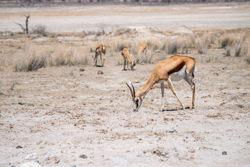 springbok antelopes in desert