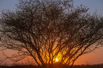 savannah tree by sunset