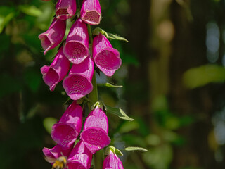 Close up of beautiful pink foxglove flowers, selective focus with bokeh background - Digitalis purpurea  © Kristof Lauwers