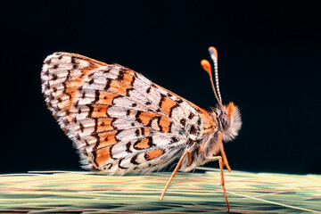 Macro shots, Beautiful nature scene. Closeup beautiful butterfly sitting on the flower in a summer garden.