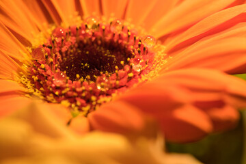 Orange gerbera and water drops