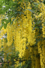Blooming yellow acacia tree.