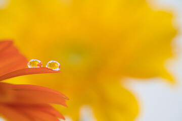 Yellow flower reflected in the waterdrops on the orange gerbera