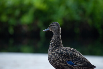 close up of domesticated mallard ducks with blue feathers  in the city in Hawaii Oahu
