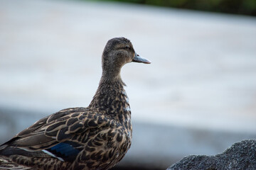 close up of domesticated mallard ducks with blue feathers  in the city in Hawaii Oahu