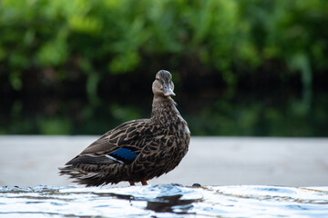 close up of domesticated mallard ducks with blue feathers  in the city in Hawaii Oahu