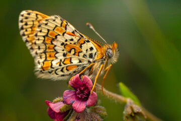 Macro shots, Beautiful nature scene. Closeup beautiful butterfly sitting on the flower in a summer garden.