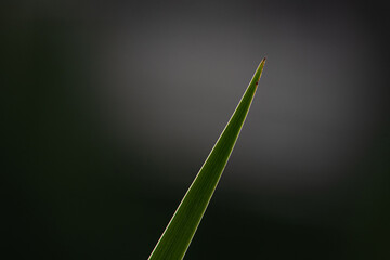 green leaf on black background