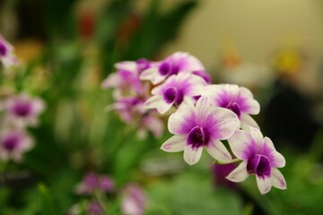 Obraz premium Purple and White Cattleya Orchids in Closeup Indoors