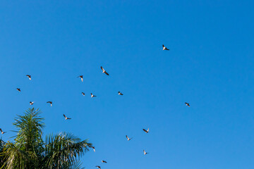 Pássaros voando sob o céu azul.