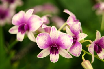 Fototapeta na wymiar Purple and White Cattleya Orchids in Closeup Indoors
