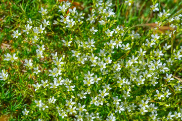 Fototapeta na wymiar Macro shot of field flowers 