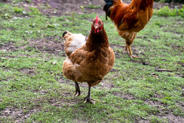 free range chickens