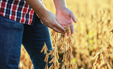Farmer in a soybean field, close up photo. Agricultural concept