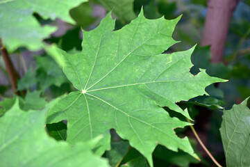 Large green maple leaves in the garden in summer