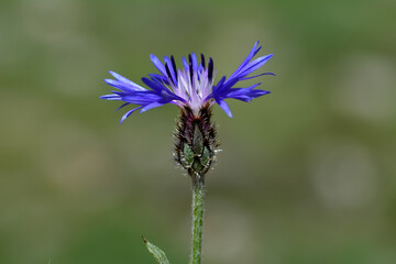 Macro shot of field flowers 