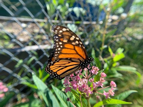 Monarch butterfly I took.  This photo was also extremely hard to take.  