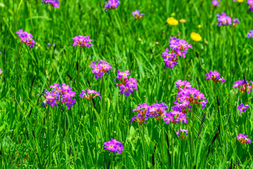 Obraz na płótnie Canvas Macro shot of field flowers 