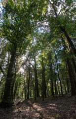 Obraz premium forest tree in sicily summer season