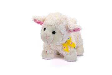 Teddy sheep seated on white background.