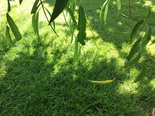 Beautiful green view from the garden