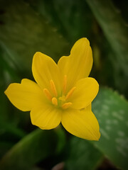 Selective focus on a yellow flower with background blur 