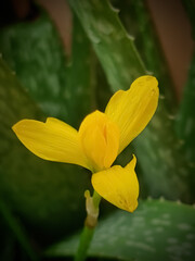 Selective focus on a yellow flower with background blur 