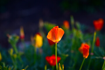 Obraz premium Bright and beautiful flowers Eshsholtsiya red purple