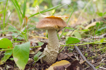 Edible boletus mushroom in the forest. Autumn mushroom picking