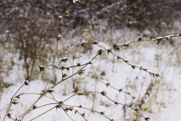 willow branches in winter