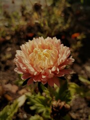 Pink aster in sunny day