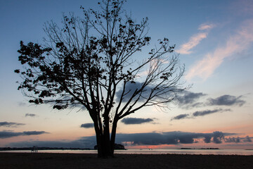 Tree silhouette from beach with nice morning colors