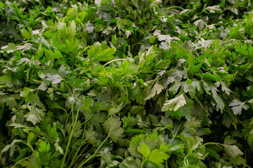 Fresh green parsley, market sale. Green background