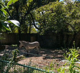 zebra in den in Lincoln Park Zoo, Chicago, Illinois