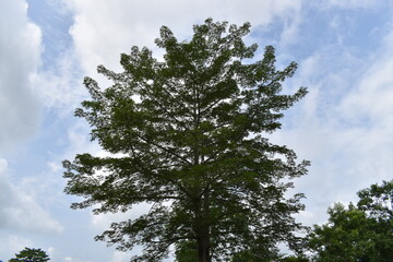 tree and sky