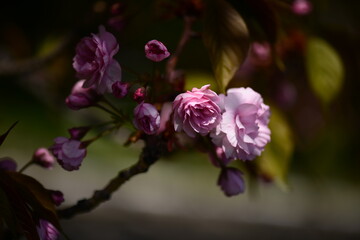 Fototapeta na wymiar Vivid color of Cherry Blossom or Sakura flower on blue sky background soft focus