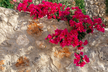 Natural mediterranean stone wall with bougainvillea flowers. Beautiful background with sunset shadows
