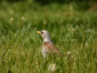 Fieldfare (Turdus pilaris) - grey-brown bird in the grass, Gdansk, Poland