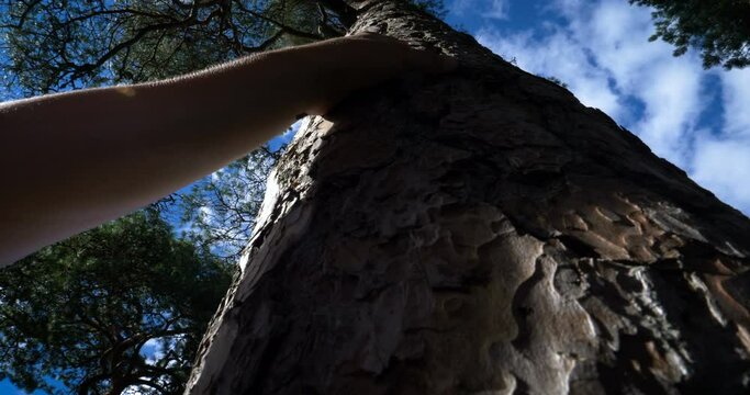 Close Up Hand Touch On Big Tree, Concept We Must Fight Against Deforestation.